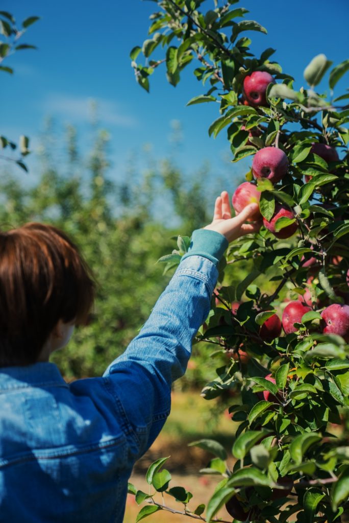 a young apple picker in an orchard reaching for a red apple on a green leaf branch