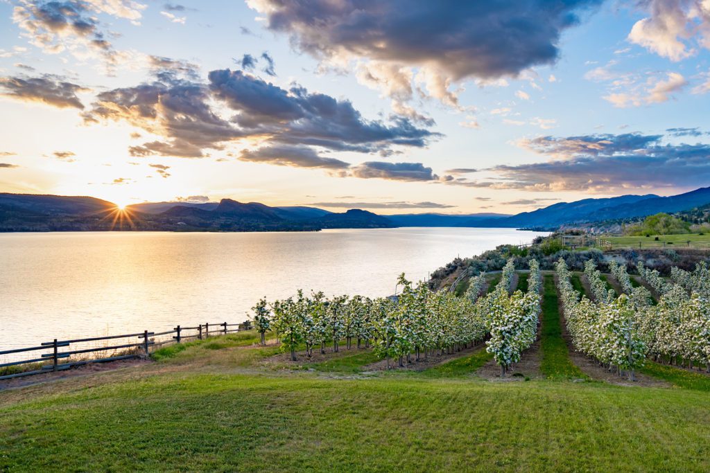 the sun setting over the Okanagan valley with an orchard in bloom in the foreground