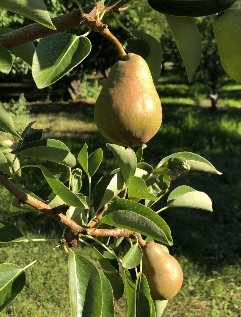 ripe pears hanging on a tree ready for picking at a kelowna orchard fruit stand