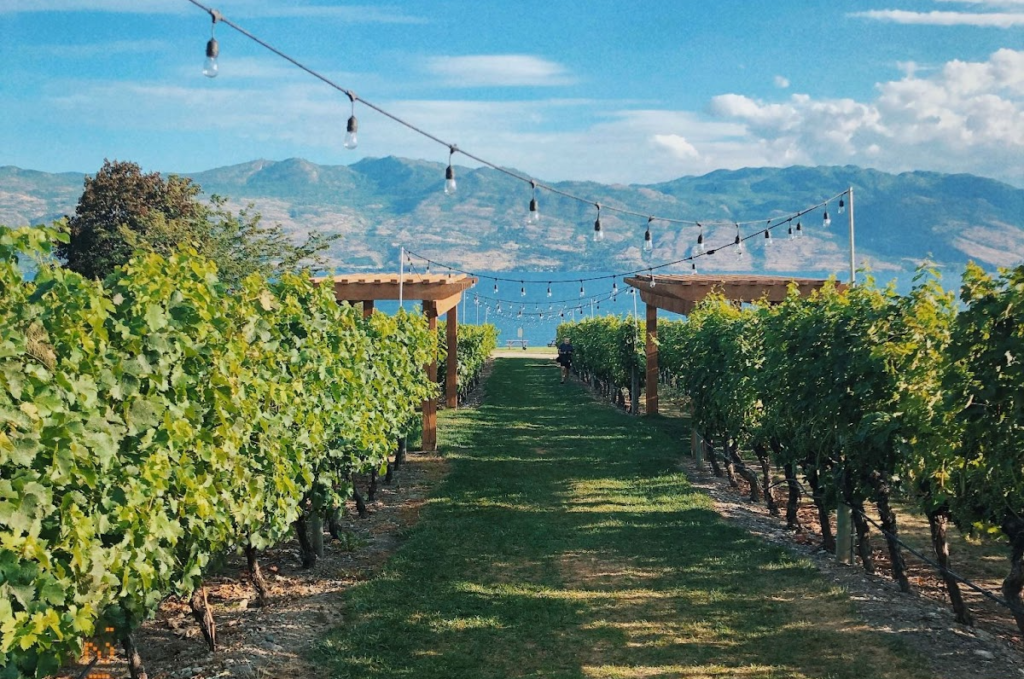 a vineyard and lake views at Mount Boucherie winery in west kelowna